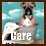 Everyday Care of Your Bulldog