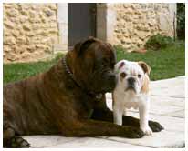 French Bullmastiff Pictures
