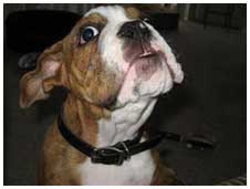 Funny puppy expression