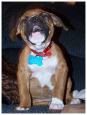 Funny puppy expression