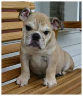 Cute puppy expression