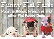 Funny English Bulldog Photos